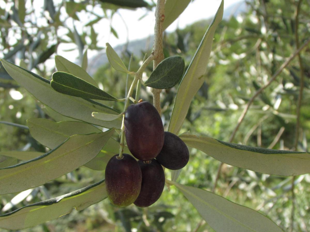 Castella Βίλα Poljane Εξωτερικό φωτογραφία